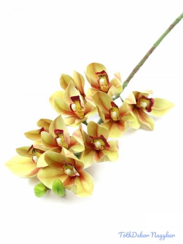Cymbidium orchidea 10 fejes 75cm - Krém