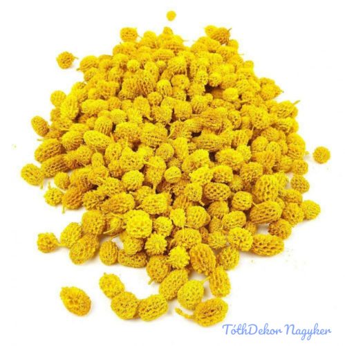 Casurina száraz termés 15 dkg - Sárga