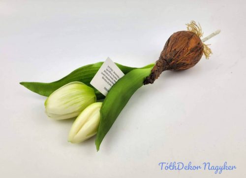 Hagymás gumi tulipán 2 bimbós fejű 24/18 cm - Zöldes Fehér