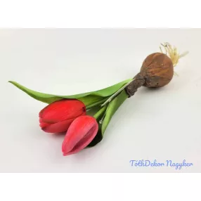   Hagymás gumi tulipán 2 bimbós fejű 24/18 cm - Pirosas Rózsaszín