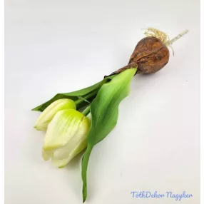   Hagymás gumi tulipán nyílottabb 2 fejű 24/18 cm - Zöldes Fehér