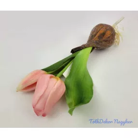   Hagymás gumi tulipán nyílottabb 2 fejű 24/18 cm - Rózsaszín