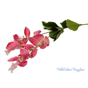 Medinilla virágos ág 110cm - Rózsaszín