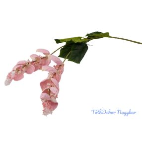 Medinilla (Mirtuszvirág)