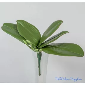 Orchidea 5 ágú levél gyökérrel 20 cm