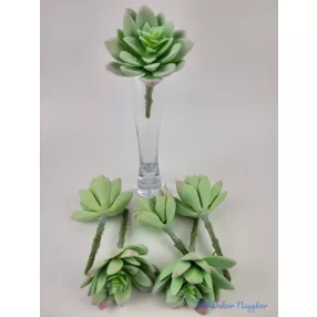 Kövirózsa enyhén gumis 14 cm - Hamvas