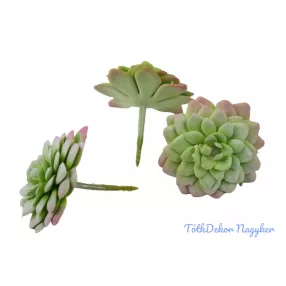 Kövirózsa gumis 6,5cm - Hamvas