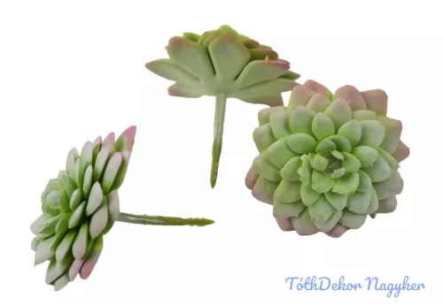 Kövirózsa gumis 6,5cm - Hamvas