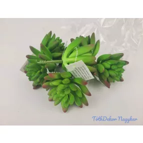 Kövirózsa gumis pozsgás 8 cm - Narancsos