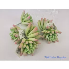 Kövirózsa gumis pozsgás 8 cm - Hamvas