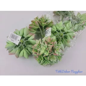 Kövirózsa 12 fejes gumis pozsgás 9 cm - Hamvas