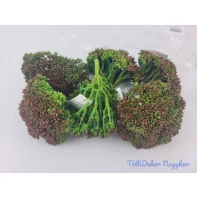 Apró bogyós gumis varjúháj 11 cm - Narancsos