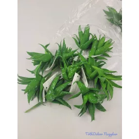 Aloe vera gumis pozsgás 8,5 cm - Foltos Zöld
