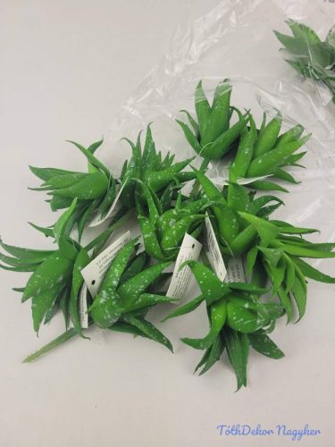 Aloe vera gumis pozsgás 8,5 cm - Foltos Zöld