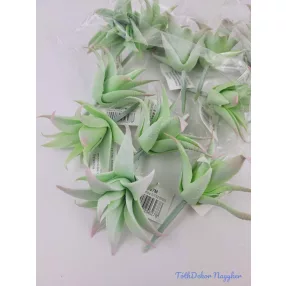 Aloe vera gumis pozsgás 8,5 cm - Hamvas