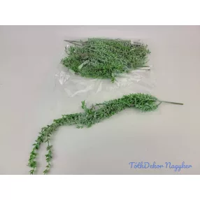 Csüngős gumis aszparágusz 50 cm - Hamvas
