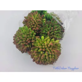 Kövirózsa gumis pozsgás 9 cm Dús gombóc - Narancsos