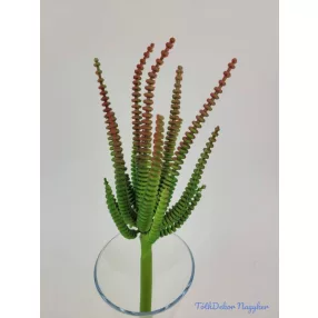 Hosszanti gyűrűs pozsgás 21 cm - Piruló