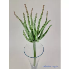 Hosszanti gyűrűs pozsgás 21 cm - Hamvas