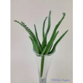 Hosszanti gyűrűs pozsgás 21 cm - Zöld