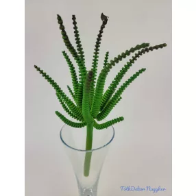 Hosszanti gyűrűs pozsgás 21 cm - Sötét