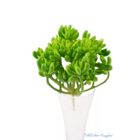 Varjúháj többágú 21 fejes gumis pozsgás 14 cm - Zöld