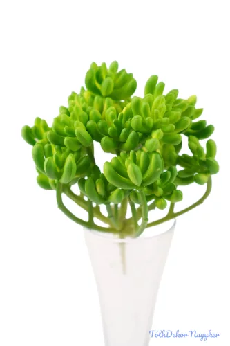 Varjúháj többágú 21 fejes gumis pozsgás 14 cm - Zöld