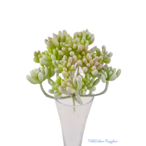 Varjúháj többágú 21 fejes gumis pozsgás 14 cm - Hamvas