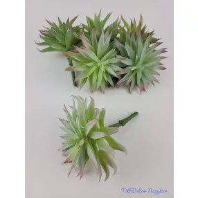 Tűszirmú kövirózsa pozsgás 16 cm - Hamvas