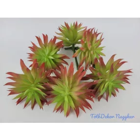 Tűszirmú kövirózsa pozsgás 16 cm - Piruló