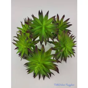 Tűszirmú kövirózsa pozsgás 16 cm - Lilás