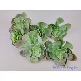 Gumis nagyfejű kövirózsa D13 M15 cm - Hamvas