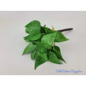 Szívleveles gumis bokor 21 cm - Zöld Foltos