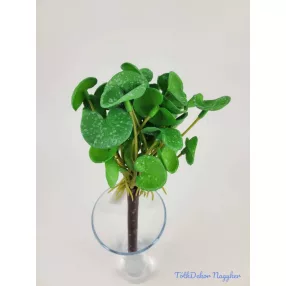 Békalencse gumis bokor 21 cm - Sötét Zöld Foltos