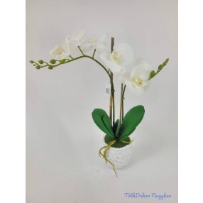 Cserepes gumi orchidea 2 ágú - Fehér
