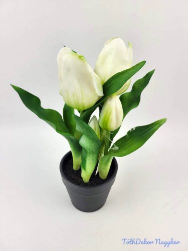 Cserepes gumi tulipán 2+3 fejes 24 cm - Zöldes Fehér