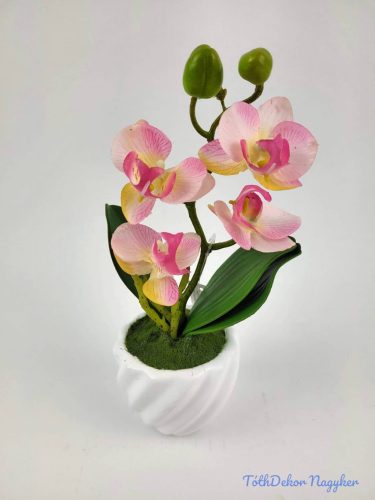 Cserepes gumi orchidea 22 cm - Púder Rózsaszín