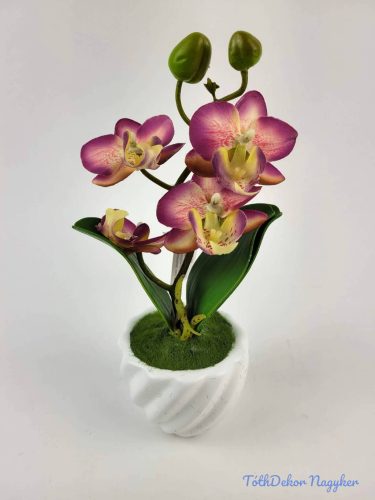 Cserepes gumi orchidea 22 cm - Mályvás