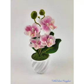 Cserepes gumi orchidea 22 cm - Fehér Cirmos