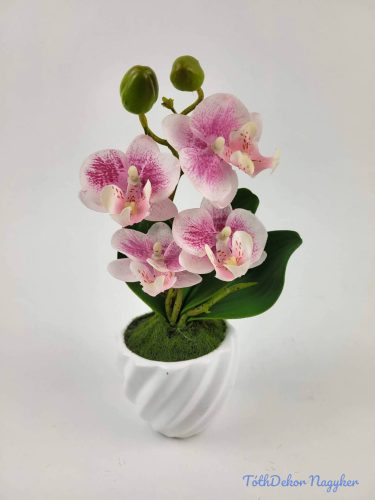 Cserepes gumi orchidea 22 cm - Fehér Cirmos