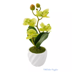Cserepes gumi orchidea 22 cm - Zöld