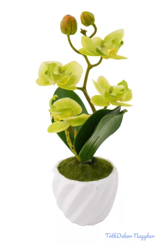 Cserepes gumi orchidea 22 cm - Zöld