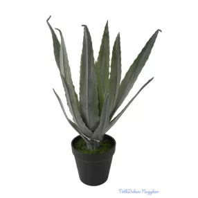 Cserepes aloe vera 32cm