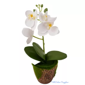 Mohás cserepes orchidea 28 cm - Fehér