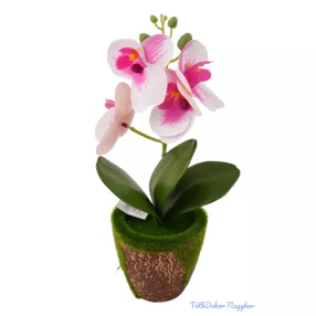 Mohás cserepes orchidea 28 cm - Fehér-Rózsaszín