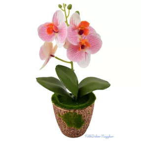 Mohás cserepes orchidea 28 cm - Halvány Rózsaszín
