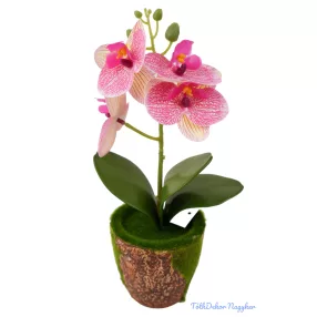 Mohás cserepes orchidea 28 cm - Cirmos Rózsaszín