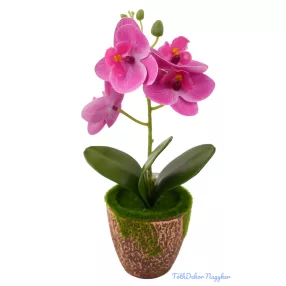 Mohás cserepes orchidea 28 cm - Sötét Rózsaszín