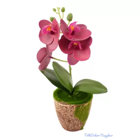 Mohás cserepes orchidea 28 cm - Bordó