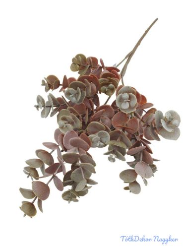 Eukaliptusz ág 50cm - Barna